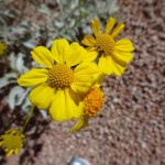 closeup of flowers of brittlebush blooming at Academy Village