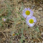 fleabane