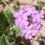 Goodding verbena blooming at Academy Village