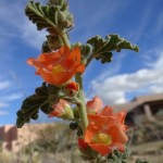 globe mallow flower closeup