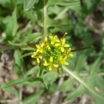 flowers of London rocket blooming at Academy Village