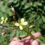 INVASIVE! Sahara mustard