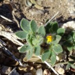 Foothill deervetch blooming at Academy Village