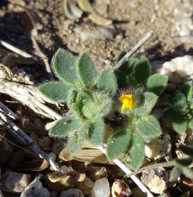 Foothill deervetch blooming at Academy Village