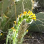 common fiddleneck blooming at Academy Village