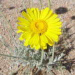 flower of desert marigold blooming at Academy Village