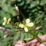 closeup of flowers of Sahara mustard at Academy Village