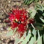 closeup of bottlebrush flowers blooming at Academy Village