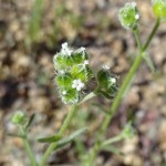 wingnut cryptantha blooming at Academy Village