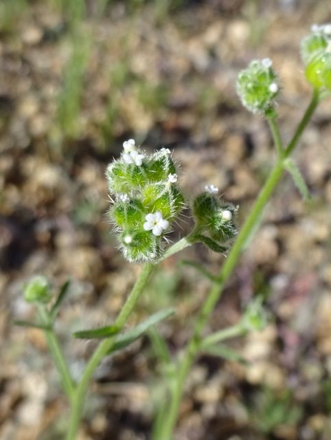 wingnut cryptantha blooming at Academy Village