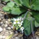 flower of wedgeleaf draba blooming at Academy Village