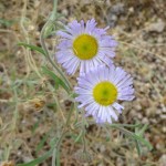 closeup of flowers of spreading fleabane blooming at Academy Village