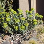 silver spurge blooming at Academy Village