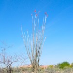 ocotillo blooming at Academy Village