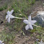 blue gilia blooming at Academy Village