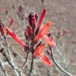 flower of chuparosa blooming at Academy Village