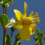 closeup of creosote flower blooming at Academy Village