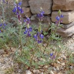 Coulter's lupine blooming at Academy Village