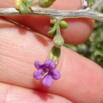 Fremont desert thorn blooming at Academy Village