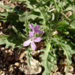 Matthiola parviflora flower and leaves at Academy Village