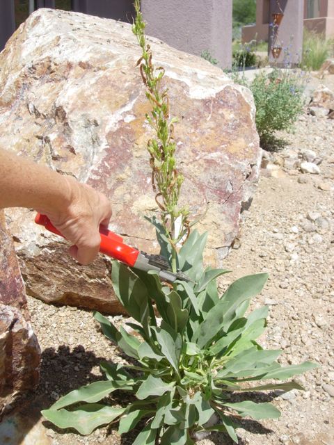 desert penstemon blooming at Academy Village