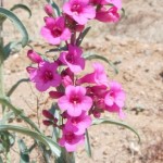 desert penstemon blooming at Academy Village