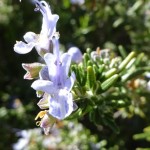 closeup of rosemary flower blooming at Academy Village