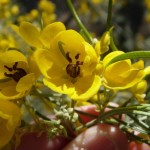 closeup of flower of feathery cassia at Academy Village