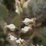 flowers of Arizona jewel flower blooming at Academy Village