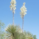 soaptree yucca at Academy Village