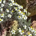 desert zinnia blooming at Academy Village