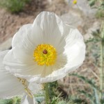 Sonoran prickly poppy blooming at Academy Village