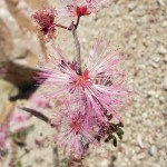 native fairy duster blooming at Academy Village