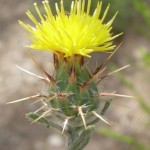 Malta starthistle blooming at Academy Village