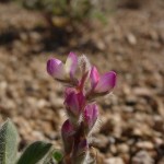 bajada lupine blooming at Academy Village