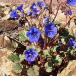 desert bluebells blooming at Academy Village