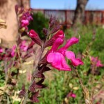 autumn sage blooming at Academy Village