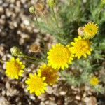 golden dyssodia blooming at Academy Village