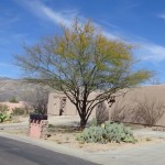 sweet acacia blooming at Academy Village