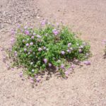 trailing lantana blooming at Academy Village