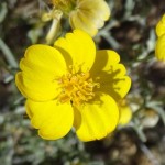 whitestem paperflower blooming at Academy Village