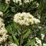 Arizona rosewood blooming at Academy Village