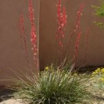 red yucca blooming at Academy Village