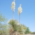 Soaptree yucca Blooming at Academy Village