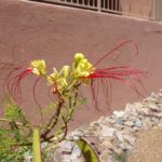yellow bird of paradise blooming at Academy Village