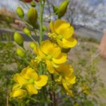 Mexican bird of paradise blooming at Academy Village