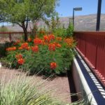 red bird of paradise blooming at Academy Village