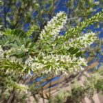 kidneywood blooming at Academy Village