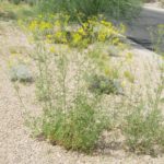 Trans-Pecos thimblehead blooming at Academy Village