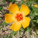 Arizona poppy blooming at Academy Village